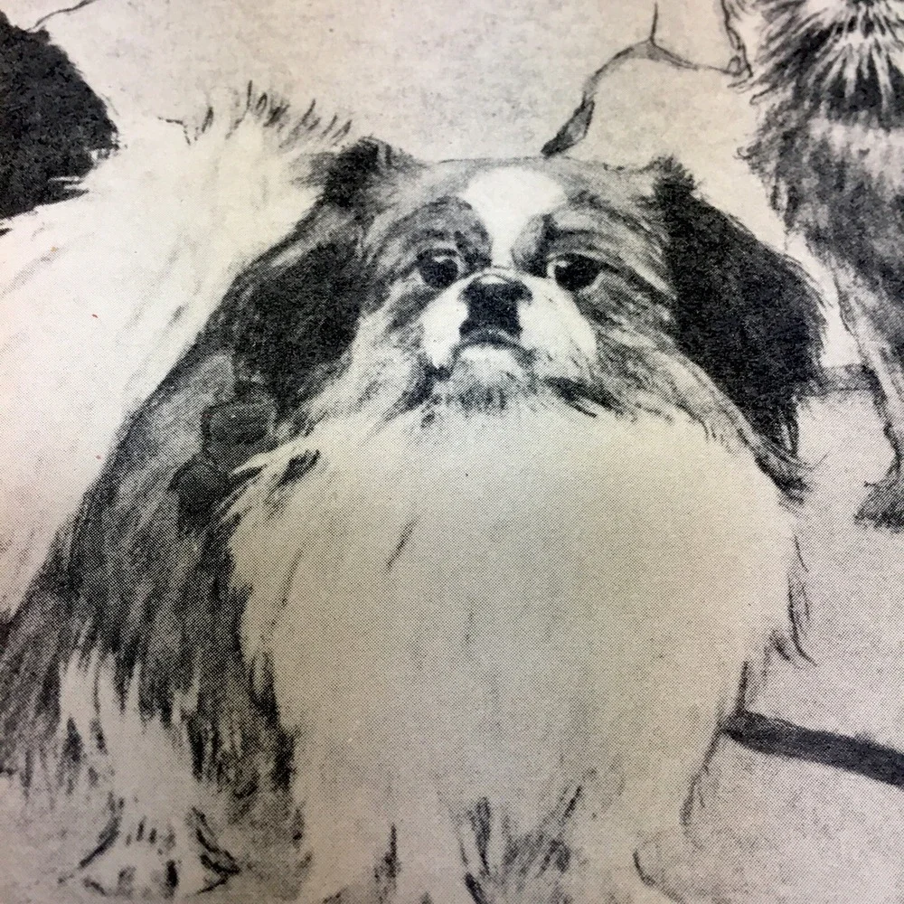 Charles Livingston Bull,Toy Treasures POM,PEKINESE, GRIFFON,Cocker Print 1930's